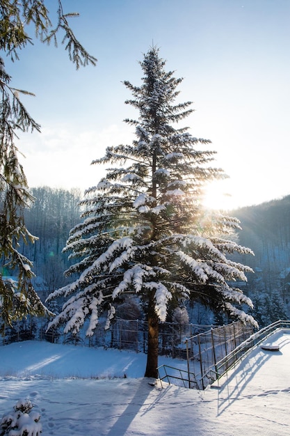 Splendido albero di abete coperto di neve al mattino soleggiato