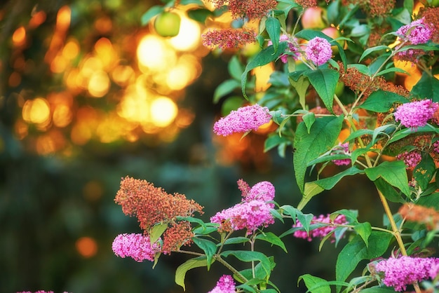 Splendido cespuglio di fiori lilla estivi rosa al tramonto su uno sfondo sfocato dello spazio della copia con bokeh Delicati fiori selvatici che crescono in giardino all'alba Fragili fioriture magenta con foglie lussureggianti nel campo