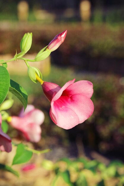 Splendido fiore Allamanda Blanchetii che sboccia alla luce del sole