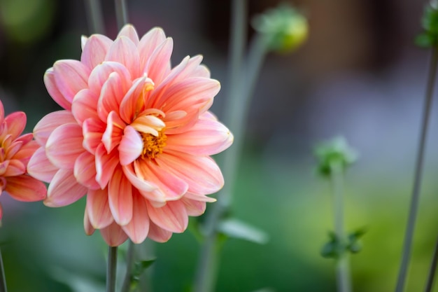 Splendido fiore di dalia rosa Giardinaggio fiori perenni abbellimento