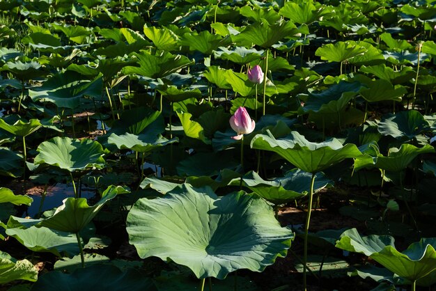 Splendido fiore di loto che sboccia in un ambiente naturale, illuminato dalla luce del sole ne esalta la bellezza.