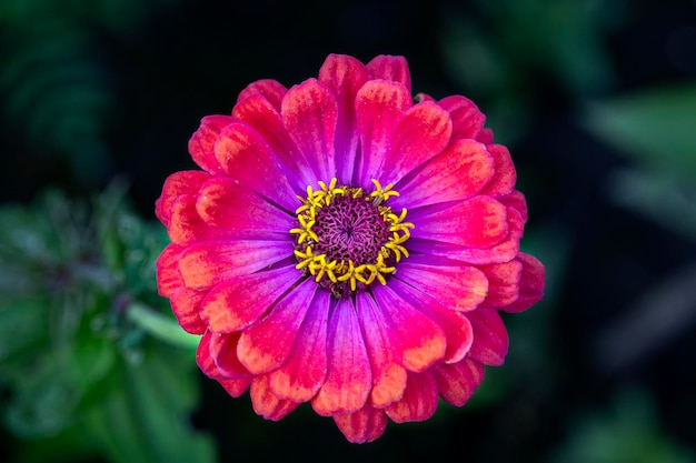 Splendido fiore di zinnia rosa su uno sfondo naturale Paesaggio di floricoltura