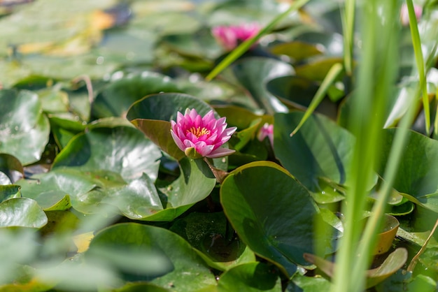 Splendido loto rosa in foglie sopra l'acqua