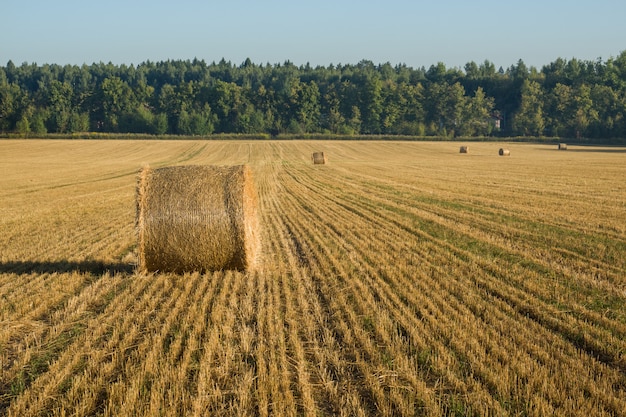 Splendido paesaggio agricolo estivo con mucchi di fieno. Concetto di agricoltura.