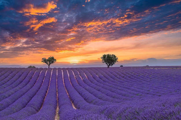 Splendido paesaggio con campo di lavanda al tramonto Alberi di fiori di lavanda profumati viola in fiore