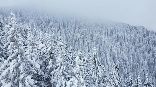 Splendido paesaggio invernale con abeti innevati al video di drone giorno nevoso e nebbioso