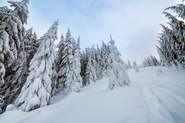 Splendido paesaggio invernale. Foresta densa della montagna con gli abeti rossi verdi scuri alti, percorso in neve profonda pulita bianca.