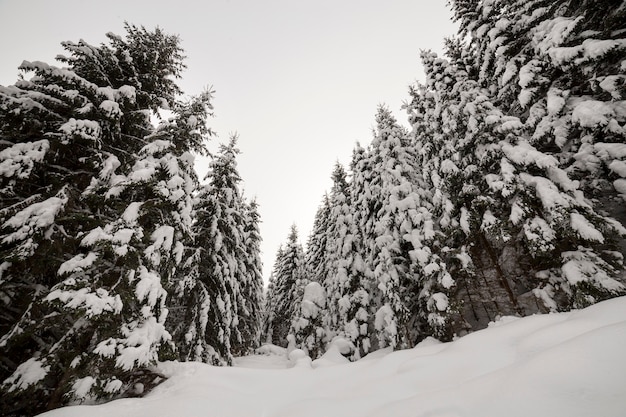 Splendido paesaggio invernale. Foresta fitta della montagna con gli abeti rossi verdi scuri alti coperti di neve profonda pulita.