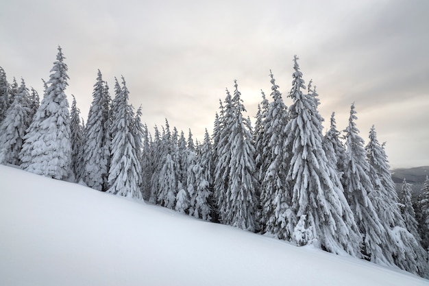 Splendido paesaggio montano invernale. Abeti alti coperti w