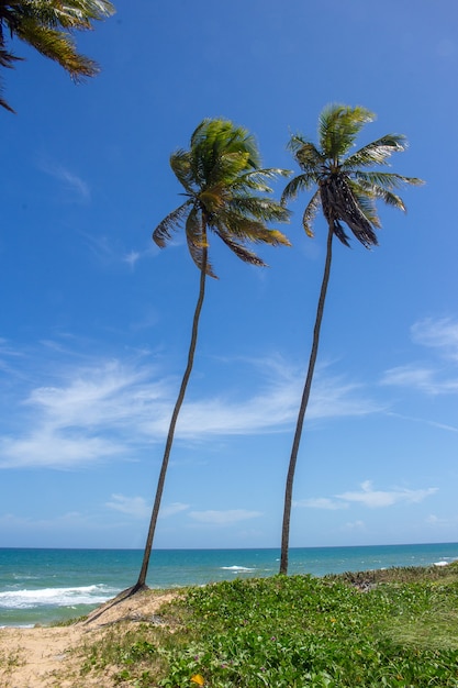 Splendido paesaggio vicino alla spiaggia con alberi di cocco in una giornata di sole