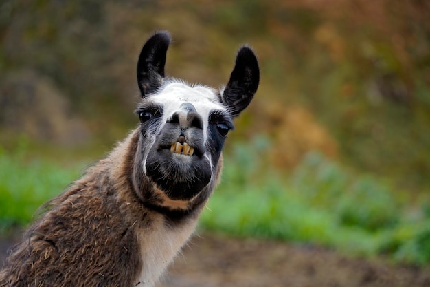 Splendido ritratto di un lama con due occhi colorati