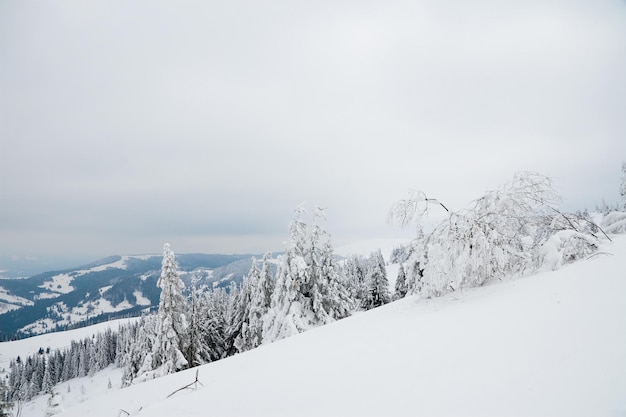 Splendido scenario alpino in inverno Fantastica mattina gelida nella foresta pini innevati sotto la calda luce del sole Fantastico altopiano di montagna Incredibile sfondo invernale Meraviglioso scenario di Natale