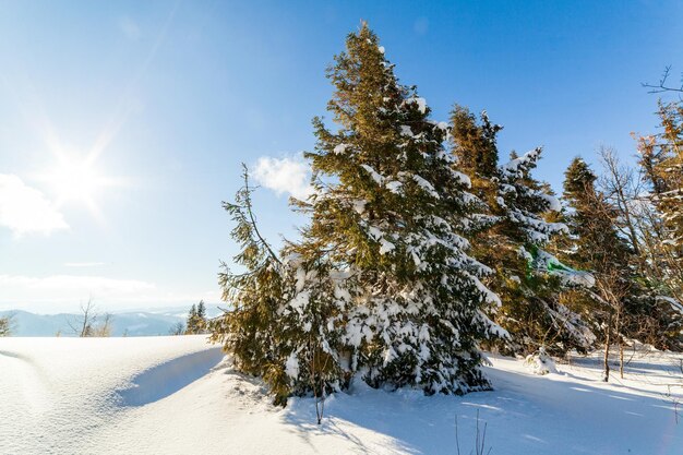 Splendido scenario alpino in inverno Fantastica mattina gelida nella foresta pini innevati sotto la calda luce del sole Fantastico altopiano di montagna Incredibile sfondo invernale Meraviglioso scenario di Natale