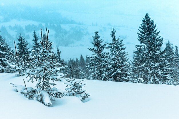 Splendido scenario alpino in inverno Fantastica mattina gelida nella foresta pini innevati sotto la calda luce del sole Fantastico altopiano di montagna Incredibile sfondo invernale Meraviglioso scenario di Natale