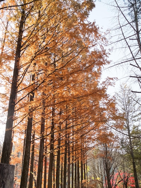 Splendido scenario autunnale dell'isola di Nami in Corea del Sud