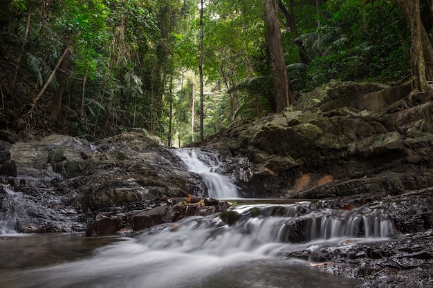 Splendido scenario con una cascata in una foresta pluviale