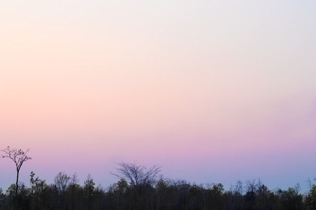 Splendido scenario del tramonto nella foresta. Colore arancione brillante della foresta pluviale tropicale.