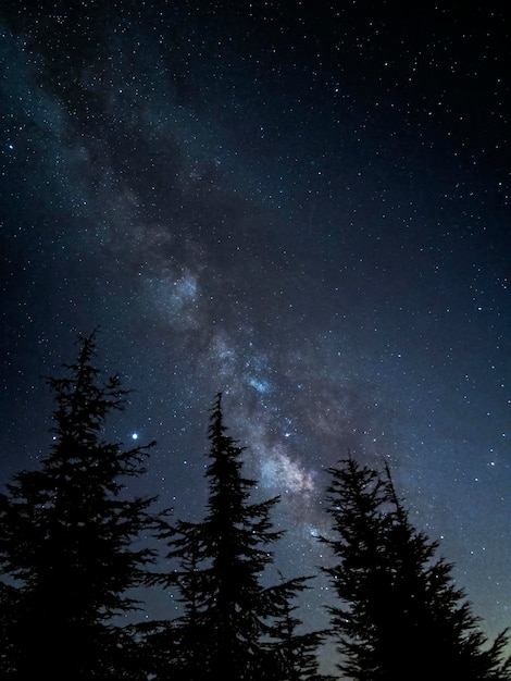 Splendido scenario della Via Lattea nel cielo notturno su una serie di alberi