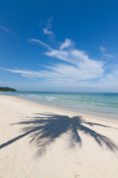 Splendido scenario naturale con spiaggia, palme da cocco e cielo blu