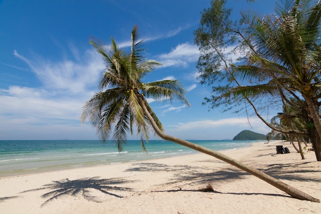 Splendido scenario naturale con spiaggia, palme da cocco e cielo blu