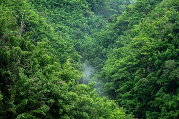 Splendido scenario naturale di montagna nella foresta pluviale delle nuvole di nebbia in Thailandia