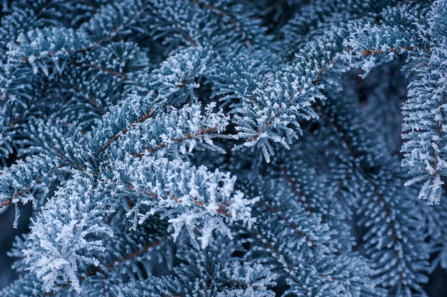 Splendido sfondo di rami di alberi innevati