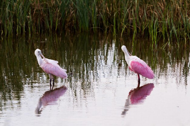 Spoonhill rosato in habitat naturale su South Padre Island, TX.