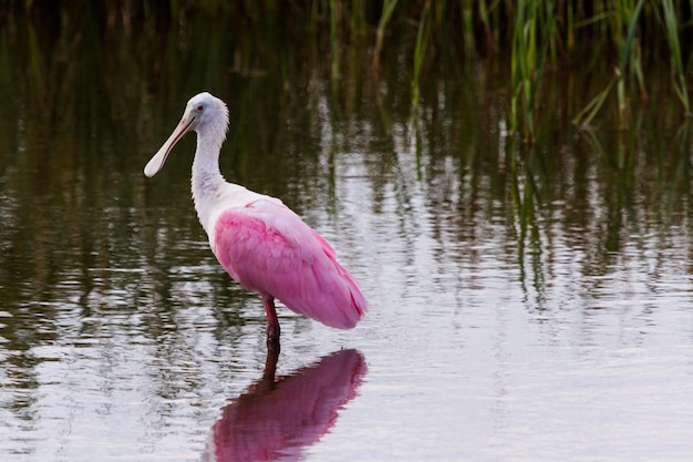 Spoonhill rosato in habitat naturale su South Padre Island, TX.