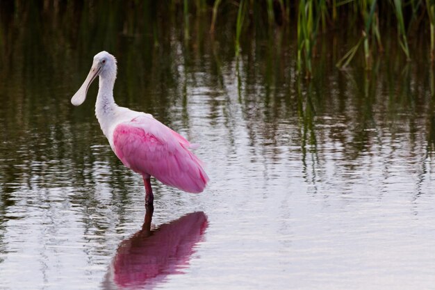 Spoonhill rosato in habitat naturale su South Padre Island, TX.