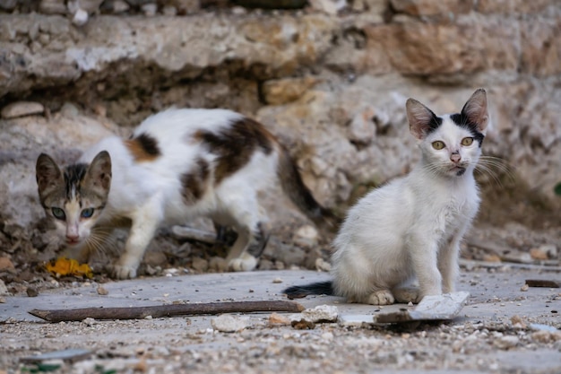 Sporco gattino senzatetto nelle strade della città di L'Avana Vecchia, capitale di Cuba