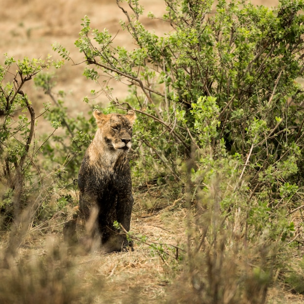 Sporco leonessa seduta, Serengeti, Tanzania, Africa