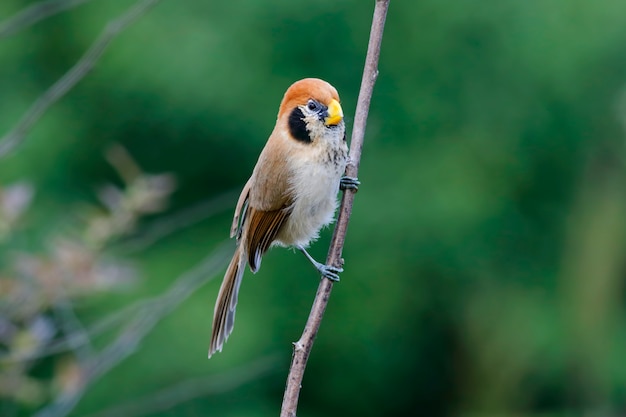 Spot-breasted Parrotbill Paradoxornis guttaticollis Beautiful Birds of Thailand