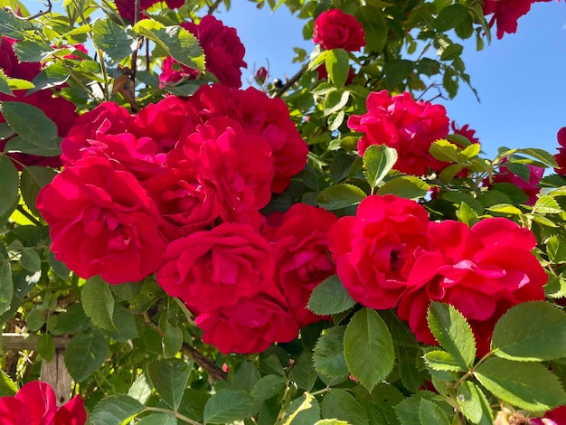 spray rosa rossa primo piano fiore naturale sfondo