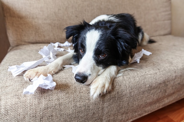 Spregiudicatezza giocoso cucciolo di cane border collie dopo malizia mordere la carta igienica sdraiato sul divano a casa.