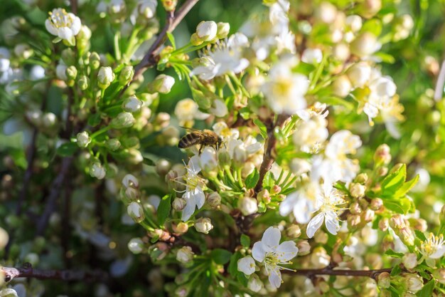 Spring Bees raccoglie il nettare dai fiori bianchi di un ciliegio in fiore