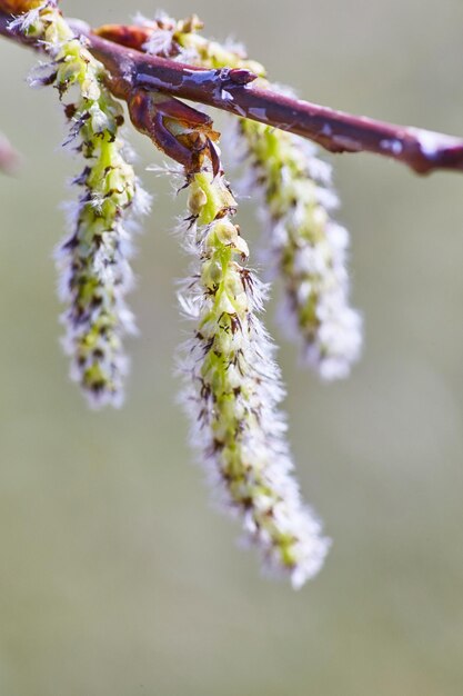 Spring Catkins CloseUp con sfondo Bokeh morbido