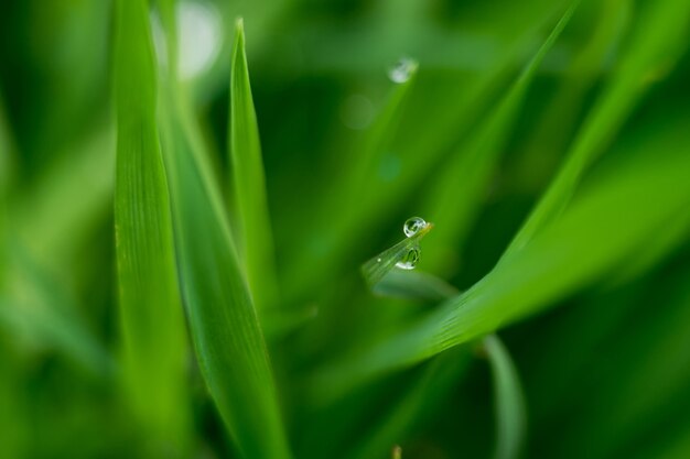 Spring Morning Grass