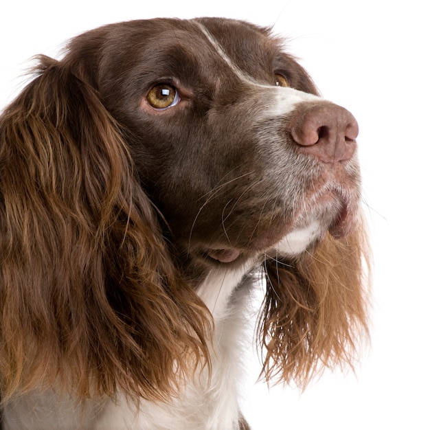 Springer Spaniel inglese con 2 anni.