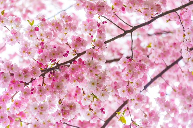 Spruzza il tempo, ramo di fiori di sakura