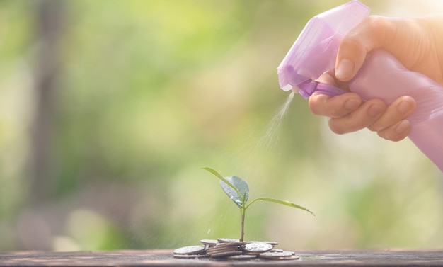 Spruzzare acqua per la cura finanziaria di piccoli alberi e denaro sicuro