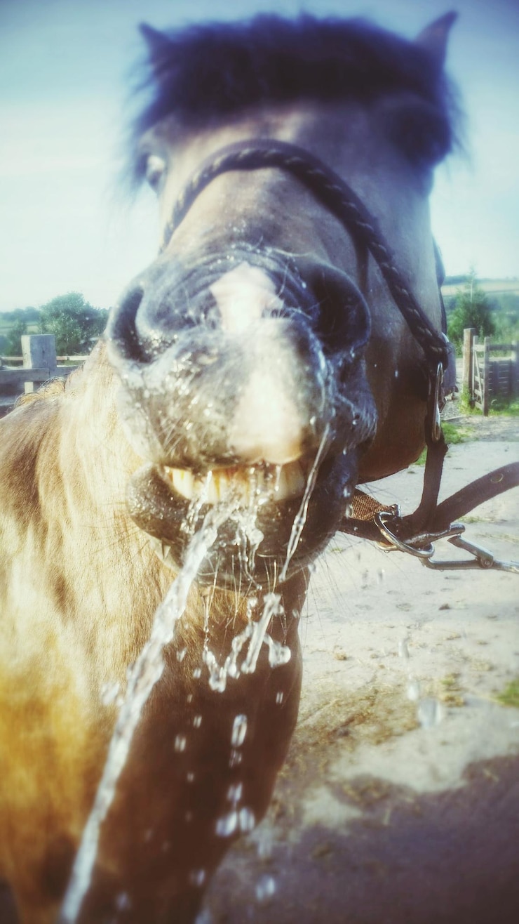 Foto spruzzare acqua sulla bocca del cavallo