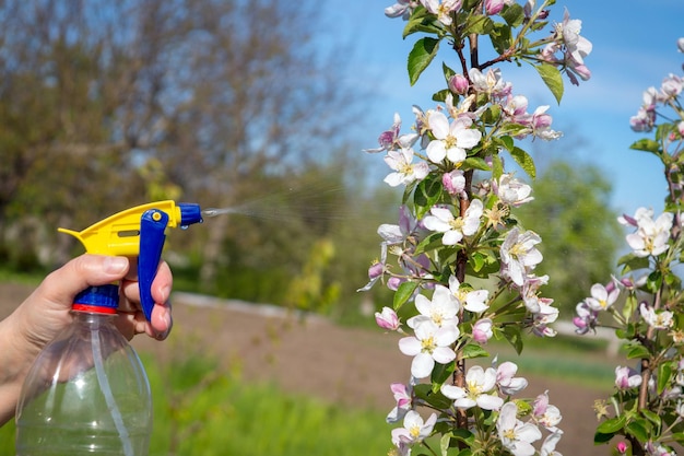 Spruzzare i rami di un melo in fiore nel giardino dai parassiti