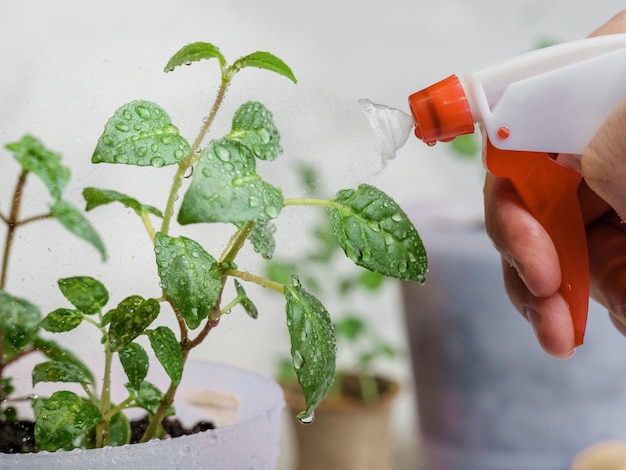 Spruzzare piante in vaso con acqua da un flacone spray rosso.