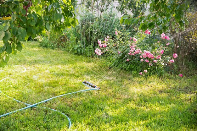 Spruzzatore per prato che spruzza acqua sull'erba verde in una giornata di sole Sistema di irrigazione