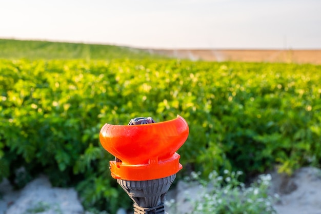 Spruzzi d'acqua intorno al tramonto, sistema di irrigazione automatico per l'agricoltura nel campo, profondità di campo ridotta