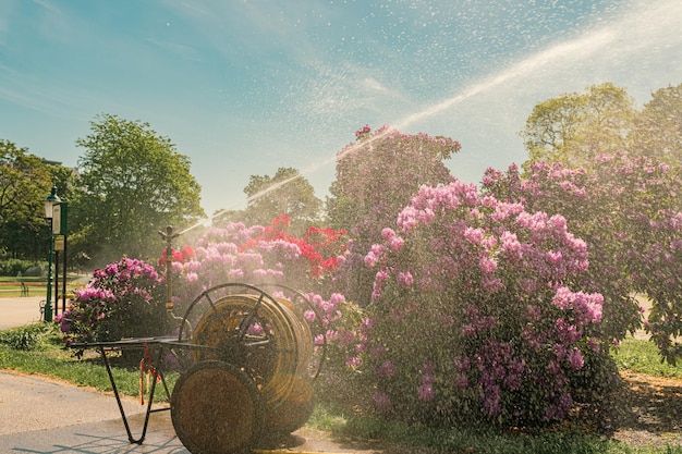 Spruzzi d'acqua nell'aria dall'irrigazione del sistema di irrigazione del parco paesaggistico sotto i raggi del sole