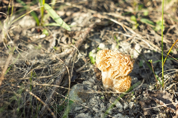 Spugnola, raccolta autunnale, fauna selvatica