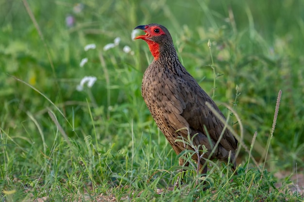 Spurfowl di Swainson