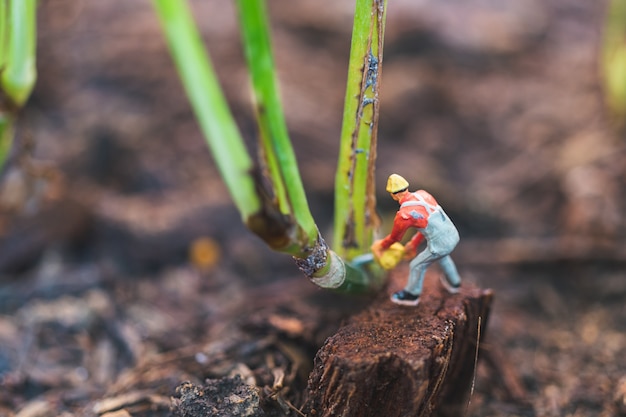 Squadra del lavoratore che lavora con l&#39;albero