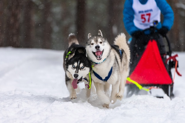Squadra di cani da slitta husky in corsa imbracatura e tiratore di cani. Corse di cani da slitta. Campionato di sport invernali.
